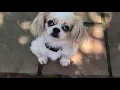 Ricky and Maxi available for adoption - Bliss Cavalier Rescue