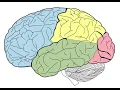 Biological psychology - Wikipedia Spoken Articles