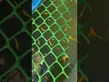 Download Lagu The danio scene #shorts #farmlife #fish #livefish #fishvideo #danio #zebradanios #fishbreeding #glow
