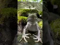 Download Lagu Frog Core #animalshorts #cute #animal #frog #cuteanimals