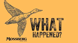 Why Are All the Ducks Disappearing