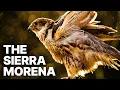 Download Lagu De verborgen bewoners van de Sierra Morena | Biodiversiteit