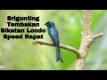 Download Lagu Srigunting Hitam Nembak Sikatan Londo Sambung Kenari Speed Rapat