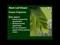 2023 Invasive Insect Webinar Series Day 3 - Beech Leaf Disease Invasive Forest Insects in MA