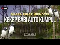Download Lagu Ampuh untuk pikat Kekep babi dengan suara Kekep babi Pikat gacor