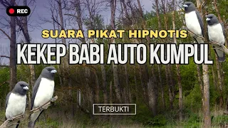 ampuh untuk pikat kekep babi dengan suara kekep babi pikat gacor
