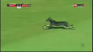 غرائب وطرائف الدوري المصري كلب يقتحم ملعب مباراة الإسماعيلي وسموحة 