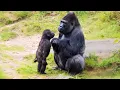 Download Lagu Animals Can't Stop Being Hilarious on the Internet 🤣 Funny ANIMALS Video 2025