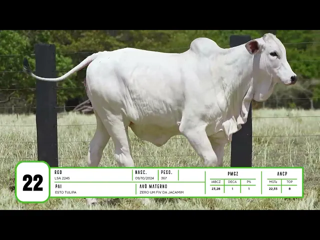 Novilha Nelore LSA - 2245