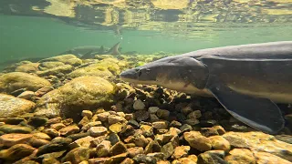 Kings in the North Lake Sturgeon Recovery in the Red River