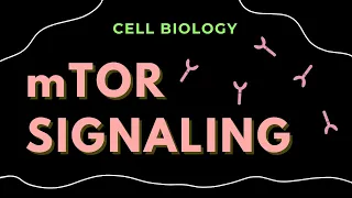 mTOR Signaling via Rheb-GTP and Rag-GTP Cell Signaling Cell Biology - NET