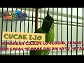 Download Lagu Cucak ijo tembakan lovebird, kenari, cililin dan kapas tembak dibawakan roll tembak