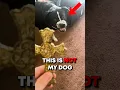 Download Lagu My Dog came home as a Skinwalker | #scarystories #shorts #creepy
