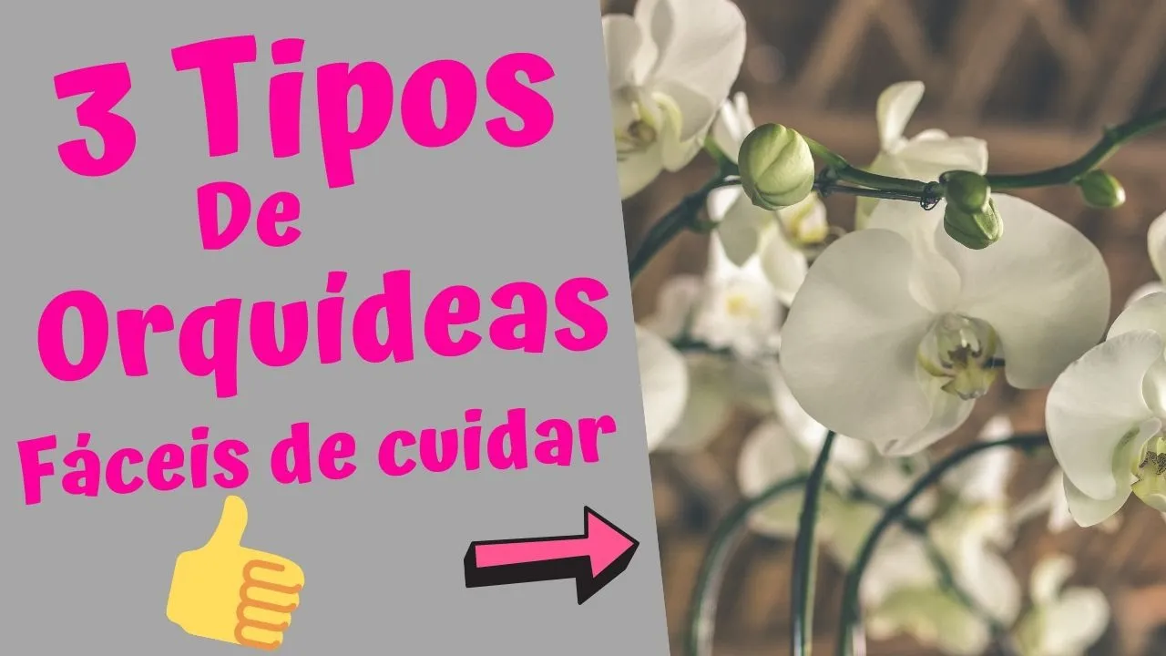 3 TIPOS DE ORQUÍDEAS FÁCEIS DE CUIDAR