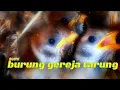 Lagu suara anak burung gereja memanggil induk .baby sparrow calling for mom