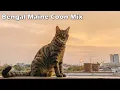 Bengal Maine Coon Mix Cat breed Temperament Traits