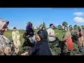 Lagu Shocking visit to tea plantation and local women