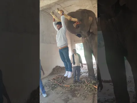 Why are elephant teeth replaced? #shorts