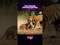 Download Lagu Tiger vs Anaconda - Clash of the Jungle Kings #anacondasnake #anaconda #tiger