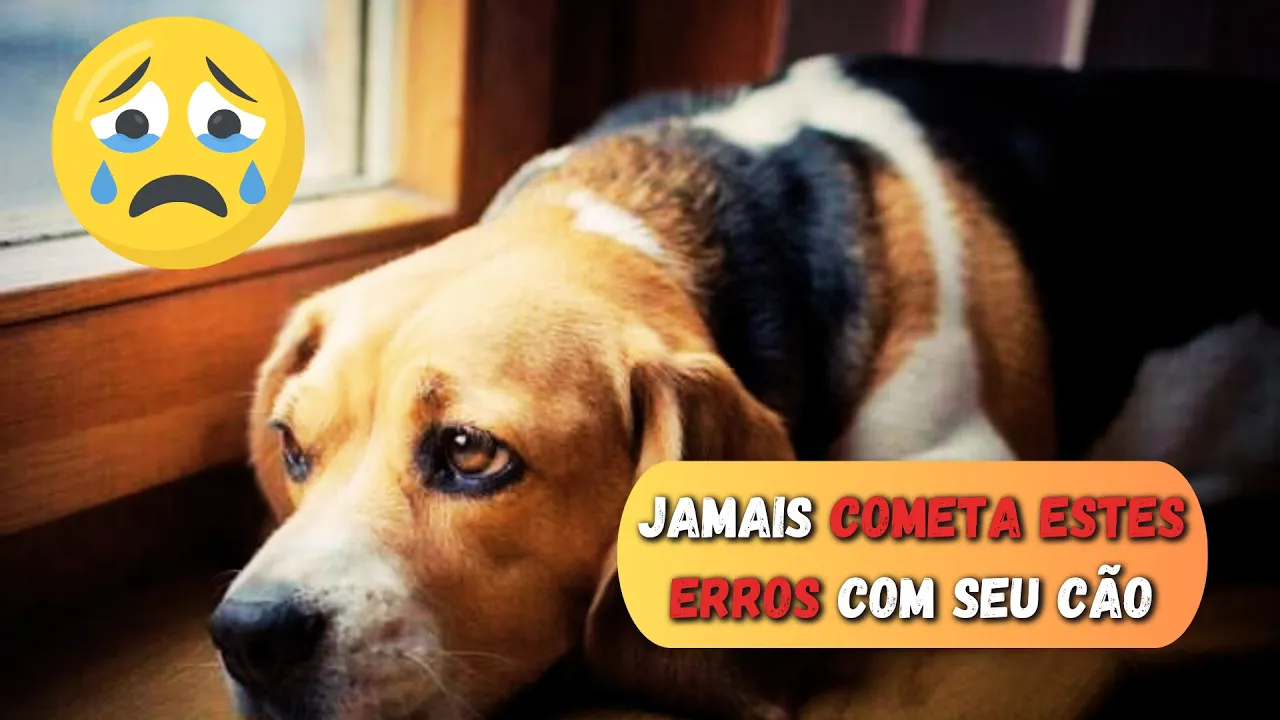 15 Atrocidades Que Podem Machucar Emocionalmente Seu Cão