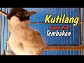 Download Lagu Pancingan Burung kutilang gacor full isian cucok ijo 