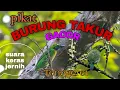 Download Lagu SUARA BURUNG TAKUR | BURUNG TAKUR TENGGERET | SUARA PIKAT TAKUR | yellow eared barbet @Masteng nex