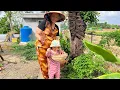 Download Lagu BA RỌI CHIÊN MUỐI ỚT TÔM RIM CANH KHOAI MỠ MỜI