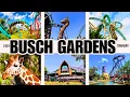 The Perfect 1-Day Busch Gardens Tampa Itinerary Your Must Do Experiences