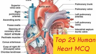 Heart Vessels Quiz Cardiovascular MCQ Practice for Prometric