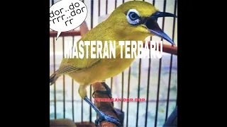 Download masteran pleci roll tembak MP3