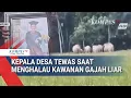 Lagu Kepala Desa Meninggal Diserang Kawanan Gajah Liar