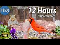 Cat TV 12 Hours of Birds Squirrels Uninterrupted TV for Cats No Ads Interrupting 4K