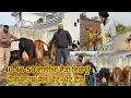 Lagu 16 January 2026 ਫੋਨ 98141-78121 👈 6 ਵੈੜਾ ਤਾਜੀਆ ਸੂਈਆ ਬਹੁਤ ਬਰੀਡ ਆਲੀਆ ਨਾਲ 