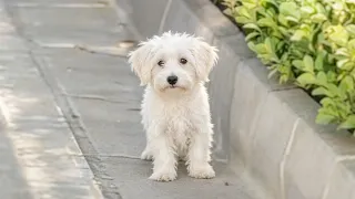 We Found Her by the Roadside… Now She Lives Like a Princess!
