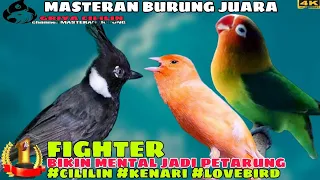 Download ISIAN MURAI GACOR _ Cililin vs Kenari vs Lovebird _ MASTERAN AMPUH SEMUA BURUNG MP3