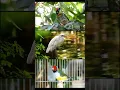 Download Lagu KUMPULAN BURUNG CANTIK DARI BERBAGAI JENIS YANG ADA DI DUNIA .