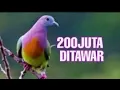 Download Lagu BURUNG PUNAI PEMIKAT DI TAWAR 200JUTA