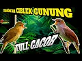 Download Lagu cimblek gunung gacor full masteran cocok untuk  isian#muraibatu #cendet #cucakijo MP3