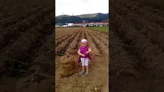 Антошка Антошка пойдём копать картошку 