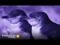 How Little Blue Penguin Couples Recognize Each Other Smithsonian Channel