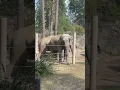 Download Lagu Sweden, Elephants at Kolmården zoo, the largest in scandinavia