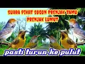 Download Lagu suara pikat kombinasi burung kecil ribut sogok ontong prenjak lumut prenjak kepala merah ampuh a28