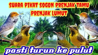 Download suara pikat kombinasi burung kecil ribut sogok ontong prenjak lumut prenjak kepala merah ampuh a28 MP3