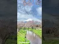 Download Lagu bunga sakura dan gunung fuji jepang #bungasakura #flowers #tamanbunga #bungaindah #gunungfuji