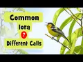 Lagu Common Iora Call - Different sounds and song of Iora, small yellow bird with beautiful voice