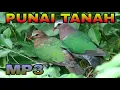 Download Lagu Suara Burung Punai Tanah | Punai Tanah Gacor | Sound Bird