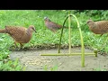 Download Lagu Easy Bird trap From National Garden