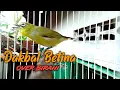 Pleci dakbal betina over birahi