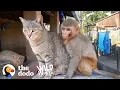 Download Lagu This Wild Baby Monkey is Obsessed With Her Cat  | The Dodo Wild Hearts
