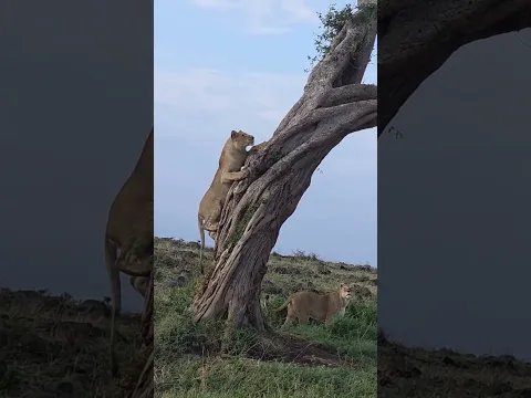Leopard hiding his prey from lions